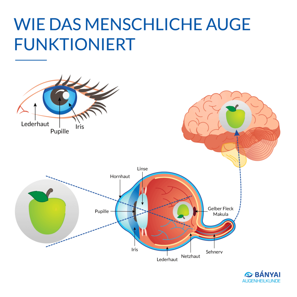 Wie funktioniert das menschliche Auge?