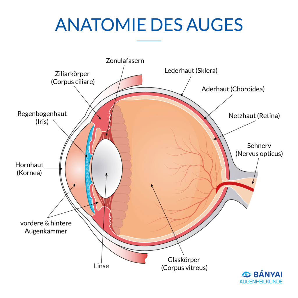 Anatomie des Auges