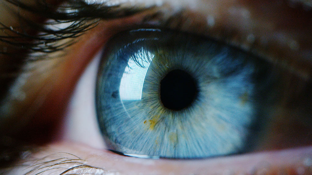 Die sichtbaren Teile des Auges