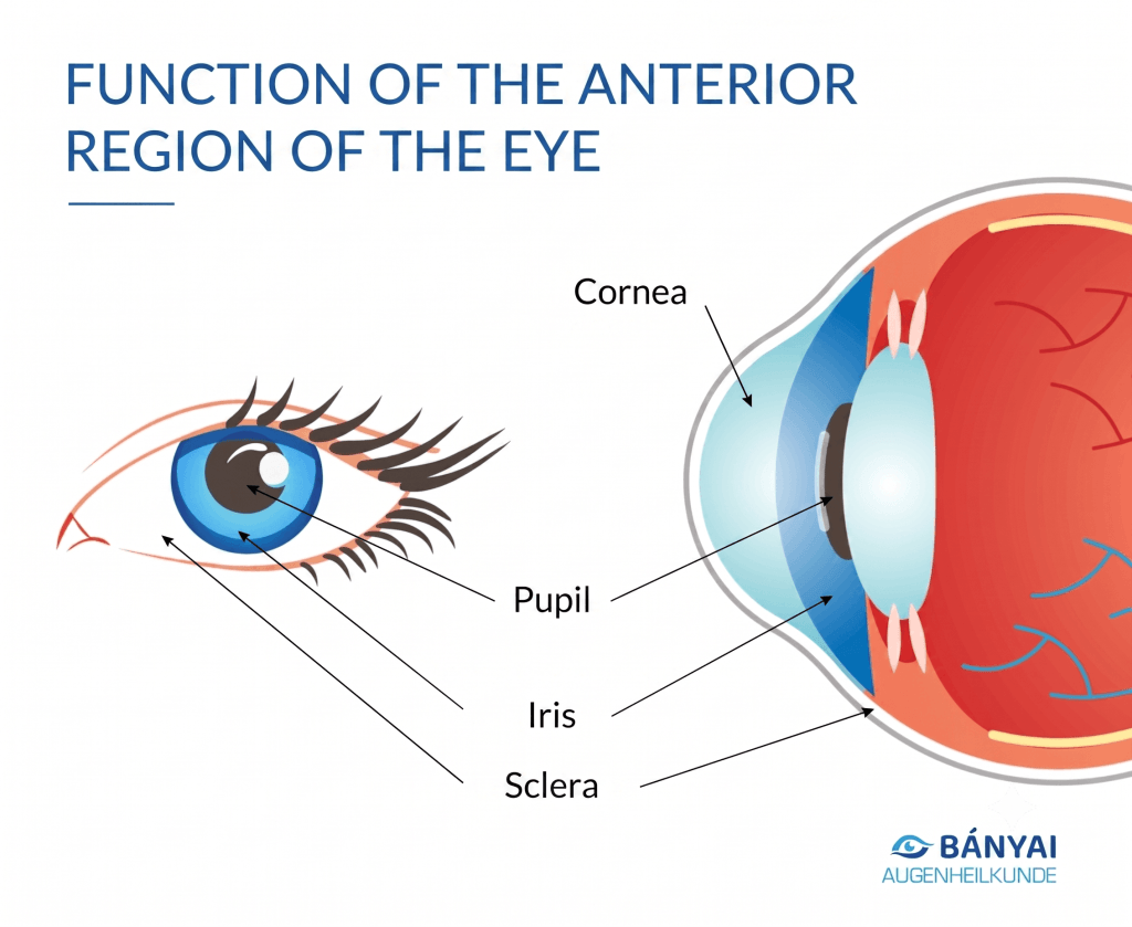 The Eye – Function of the Anterior Section