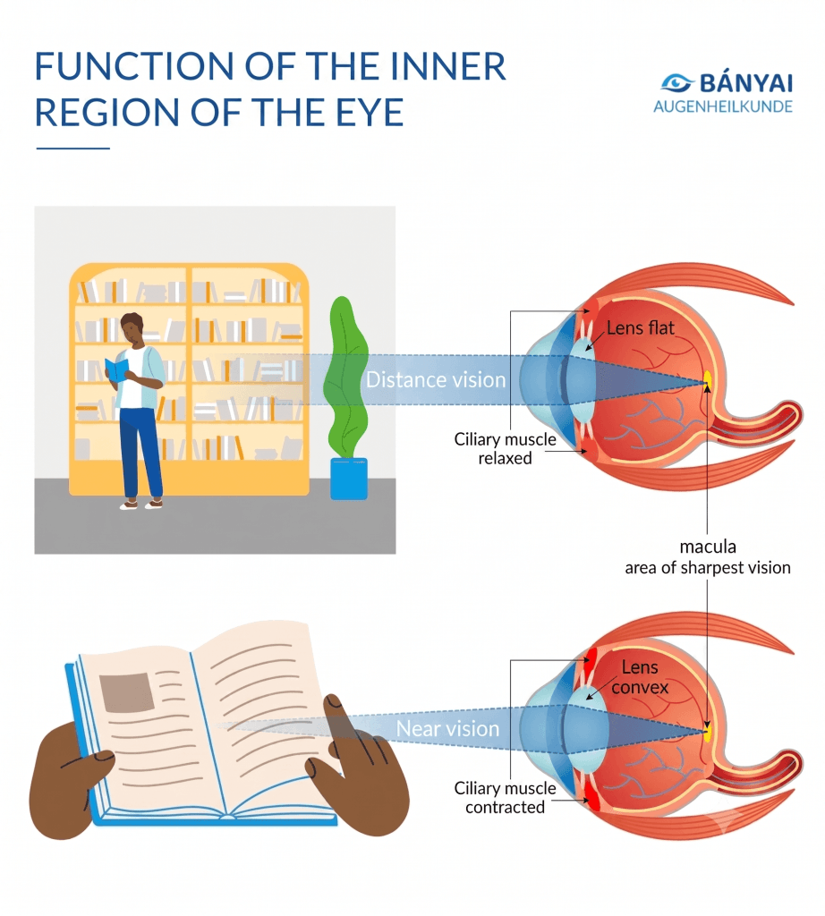 The eye - function of the inner area