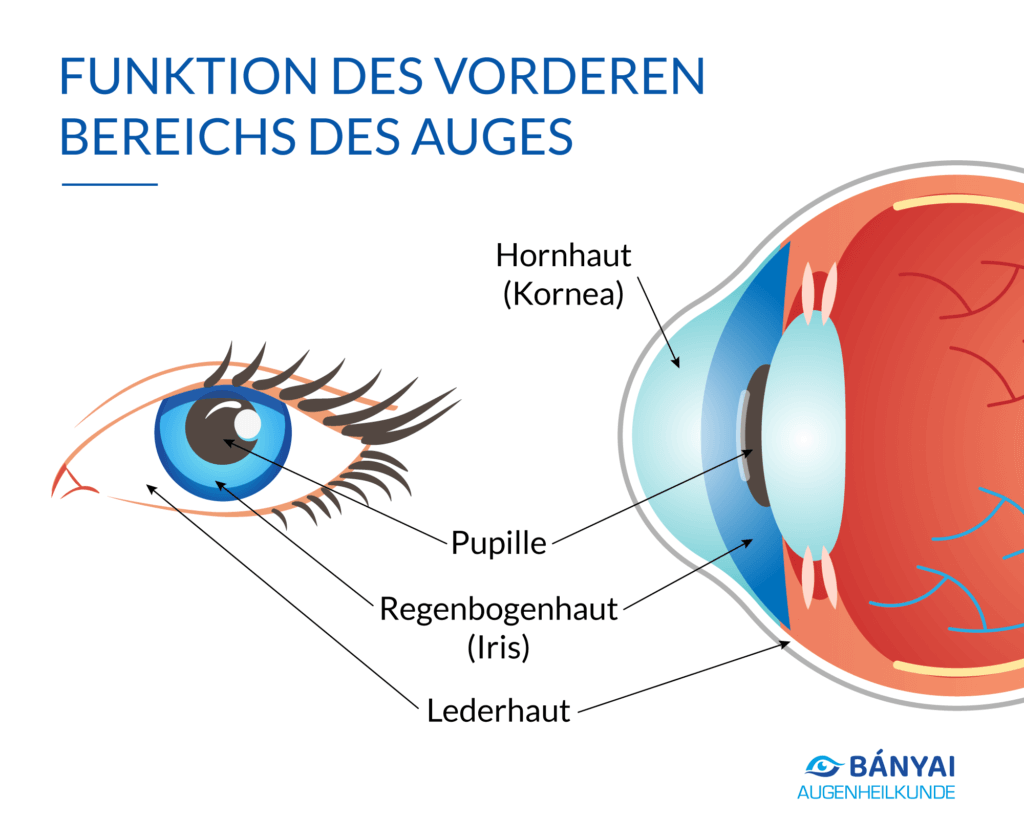 Das Auge » Aufbau, Aufgaben, Erkrankungen & Tipps