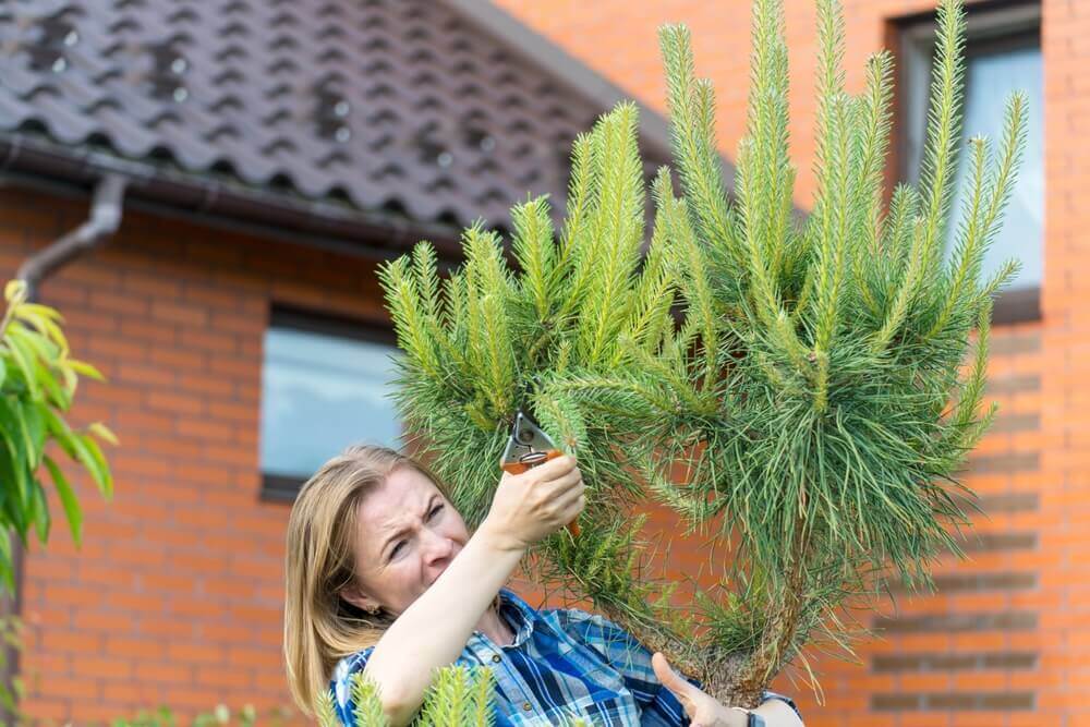 Warum keine Gartenarbeit nach einer Operation des Grauen Star?